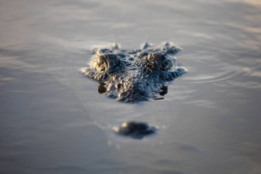 American Crocodile at Surface of Lagoon clipart