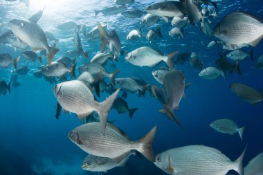 Rudderfish Schooling in Caribbean Sea clipart