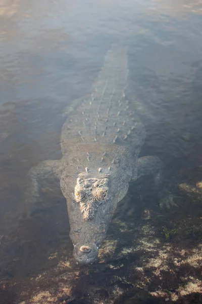 Amerikai krokodil emelkedik a felszínre, Belize — Stock Fotó