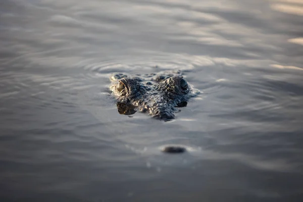 American Crocodile in Calm Water — Stock Photo, Image