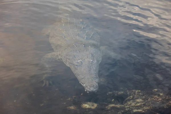 Stealthy American Crocodile Underwater — Stock Photo, Image