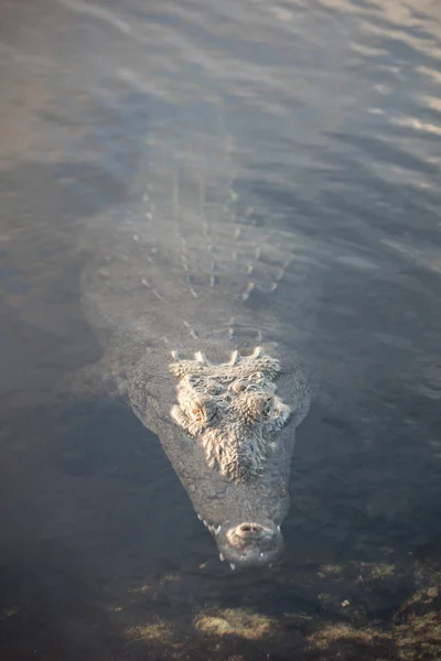 美洲鳄上升到表面的环礁湖 — 图库照片