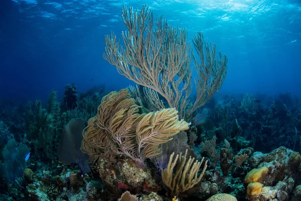 Arrecife de coral del Caribe —  Fotos de Stock
