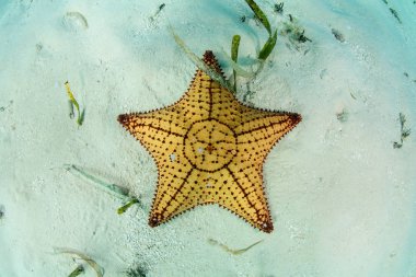 West Indian Sea Star clipart