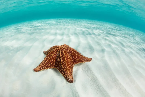Colorida estrella del mar de las Indias Occidentales en el Caribe —  Fotos de Stock