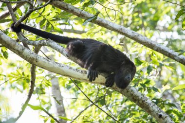 Siyah uluyan maymun Orta Amerikan orman
