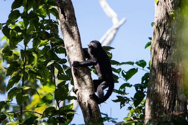 Grimpe du singe hurleur noir dans la forêt d'Amérique centrale — Photo