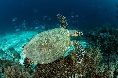 hawksbill deniz kaplumbağası
