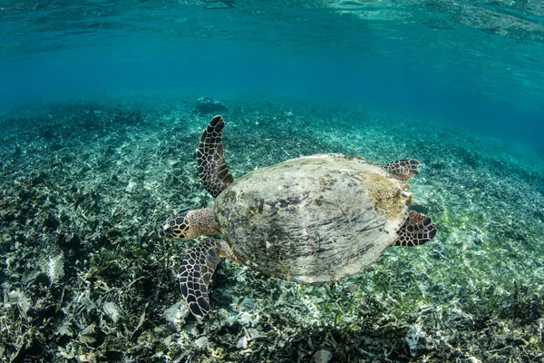 在浅水玳瑁海海龟游泳 — 图库照片