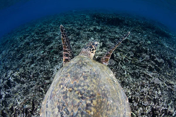 Hawksbill mar tortuga natación — Foto de Stock