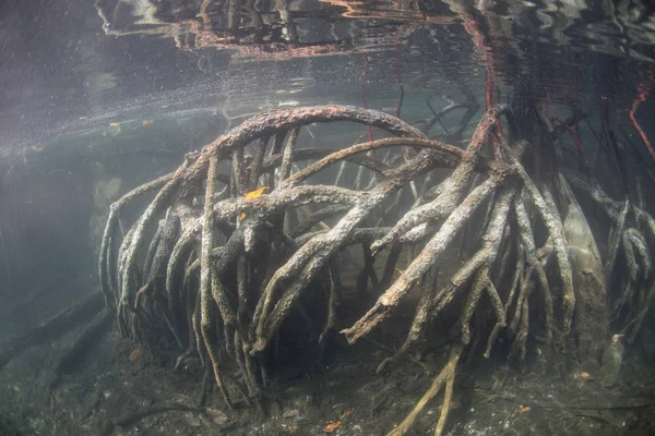 Raíces de apoyo manglar bajo el agua — Foto de Stock