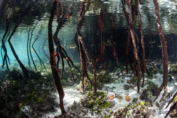 Raja Ampat Mangrov Prop Kökleri — Stok fotoğraf