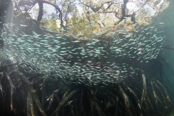 Блакитна вода мангрових і шкільної освіти Silversides — стокове фото