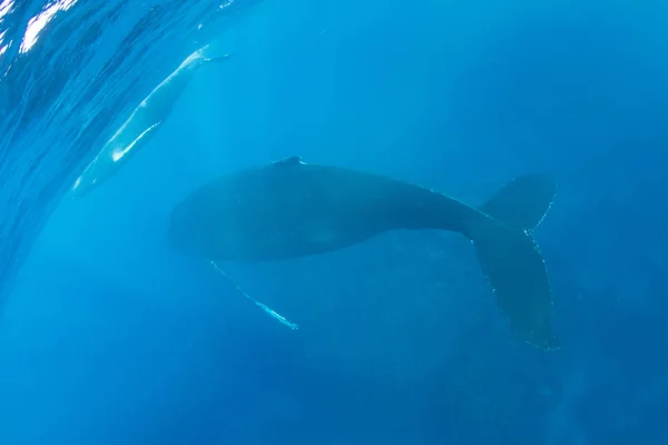 ザトウクジラ母と青い水の中のふくらはぎ — ストック写真
