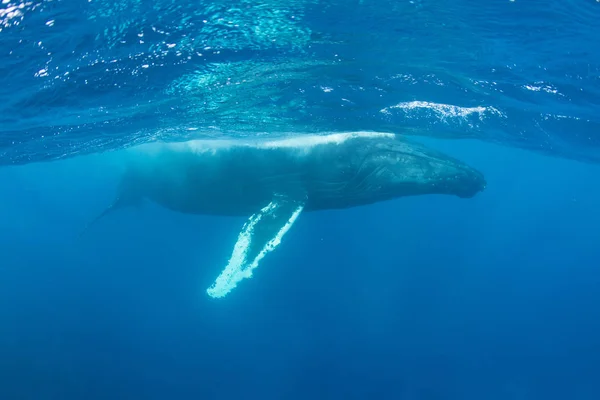 Горбатые киты дышат на поверхности Карибского моря — стоковое фото