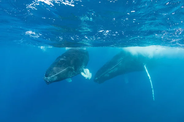 Теленок и мать горбатых китов под водой — стоковое фото
