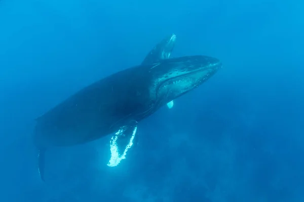 Горбаті кити піднімаються на поверхню — стокове фото