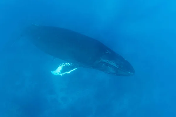 Горбатый кит в голубой воде — стоковое фото