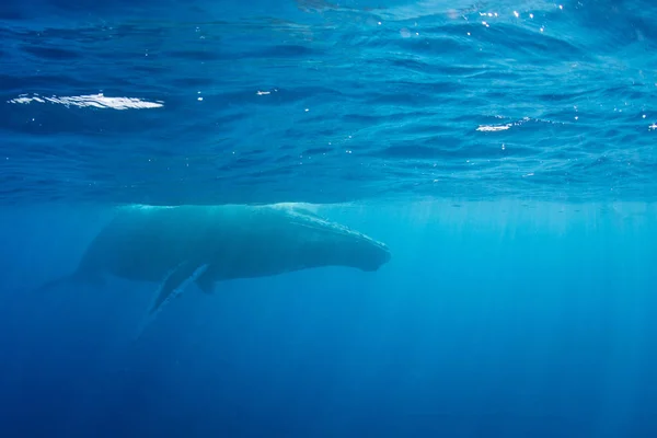 Горбатый кит на поверхности Карибского моря — стоковое фото