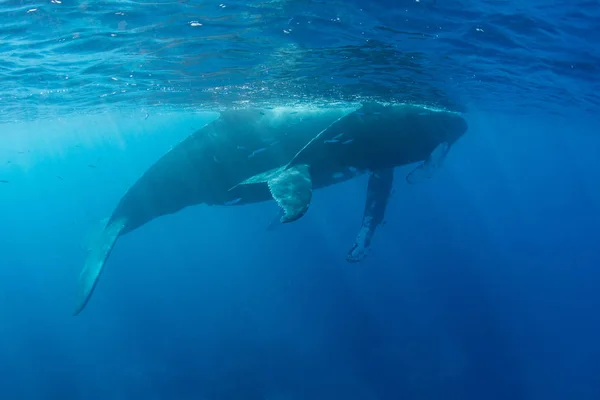 Ballenas jorobadas en la superficie del mar Caribe — Foto de Stock