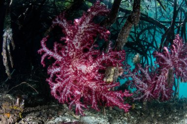Renkli yumuşak mercanlar ve mangrov orman Raja Ampat içinde