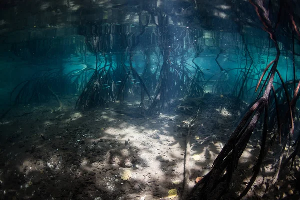 Licht und Schatten im Raja Ampat Mangrovenwald — Stockfoto