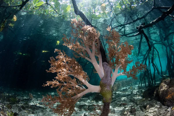 Мягкие кораллы и мангровый лес в Индонезии — стоковое фото