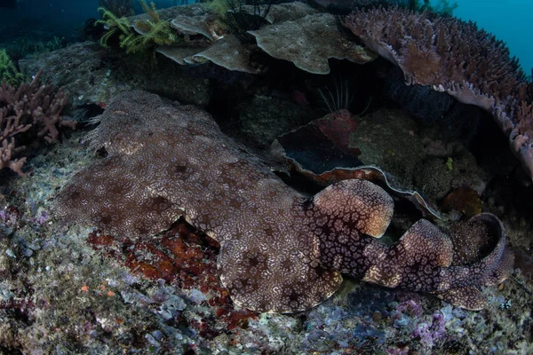 Tasseled Wobbegong en Raja Ampat — Foto de Stock