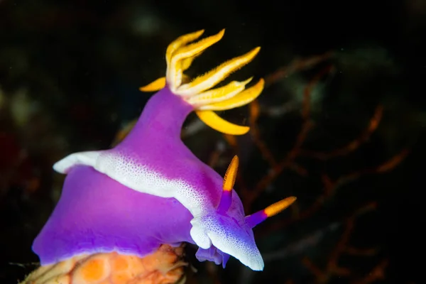 Viola Nudibranca in Indonesia — Foto Stock