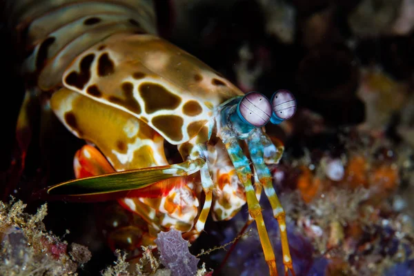 Peacock Mantis Shrimp