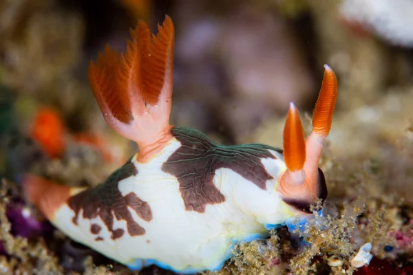 Barevné Nahožábrý plž v Raja Ampat — Stock fotografie