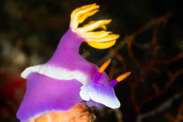 Nudibranch roxo na Indonésia — Fotografia de Stock