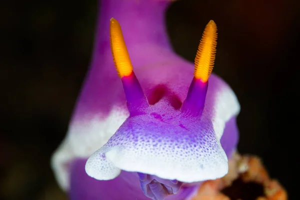 Detal fioletowy ślimaki nagoskrzelne w Indonezji — Zdjęcie stockowe