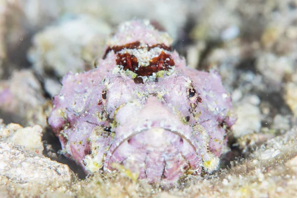 Gecamoufleerde bultrug Scorpionfish — Stockfoto