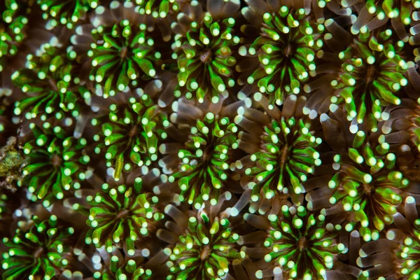 アザミサンゴ サンゴのポリープの詳細 — ストック写真
