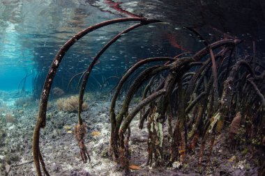 Raja Ampat eğri Prop kökleri