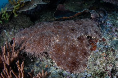 Halı Wobbegong köpek balığı