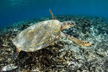 Hawksbill deniz Kaplumbağa yüzme Raja Ampat içinde