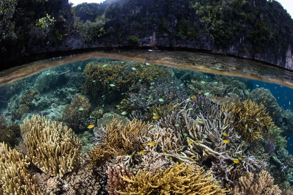 Recifes saudáveis crescendo perto de ilhas remotas do Pacífico — Fotografia de Stock