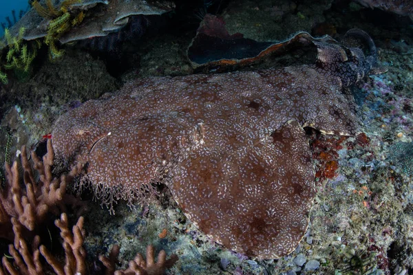 Halı Wobbegong köpek balığı