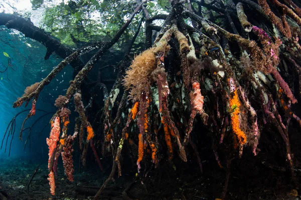 Gąbki i korale na mangrowe korzenie w Raja Ampat — Zdjęcie stockowe