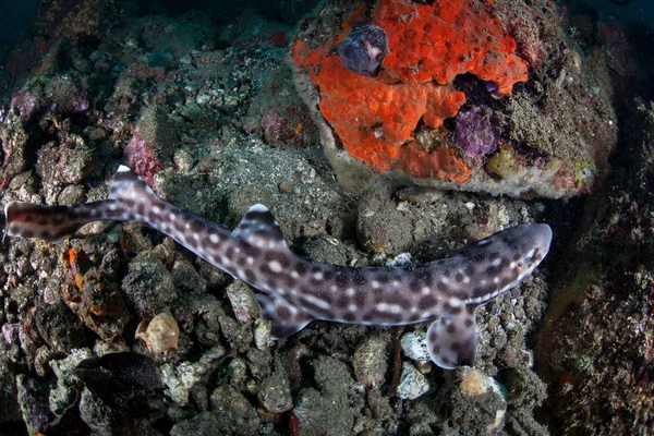 Coral Cat Shark v Indonésii — Stock fotografie