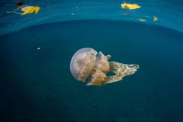 Medusas em Marine Lake — Fotografia de Stock