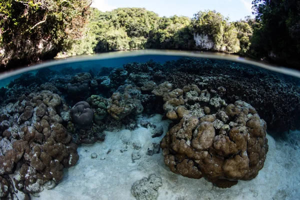 Płytkie koralowce w Palau jezioro Marine — Zdjęcie stockowe