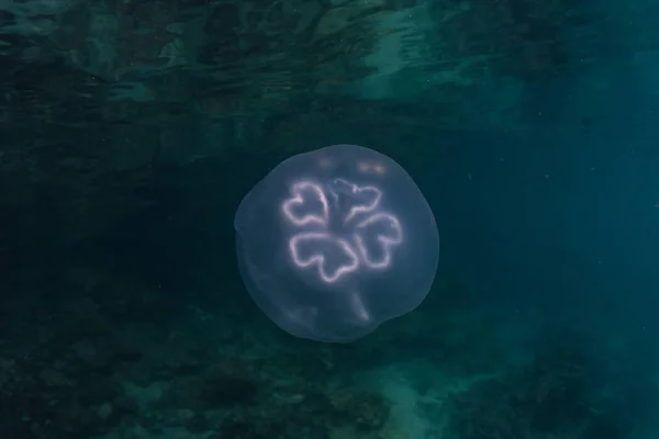 Medusas Luna en Laguna — Foto de Stock