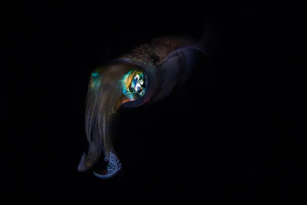 Calamari della barriera corallina Bigfin nelle acque scure — Foto Stock