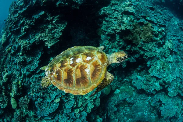 Green Sea Turtle Swimming Along Reef Royalty Free Stock Photos