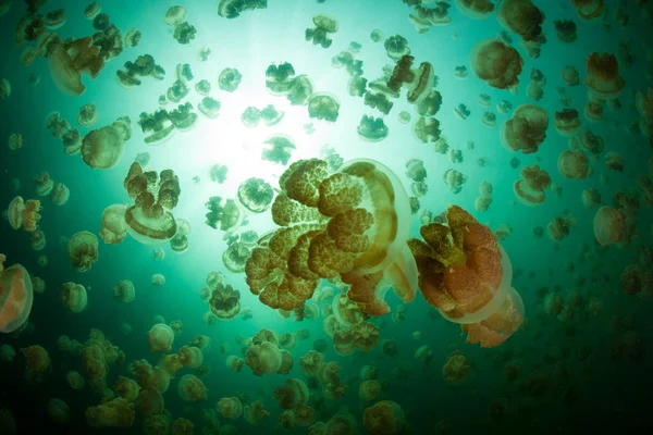Jellyfish and Sunlight in Palau's Jellyfish Lake — Stock Photo, Image