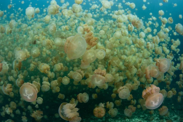 Jellyfish Lake i Palau — Stockfoto