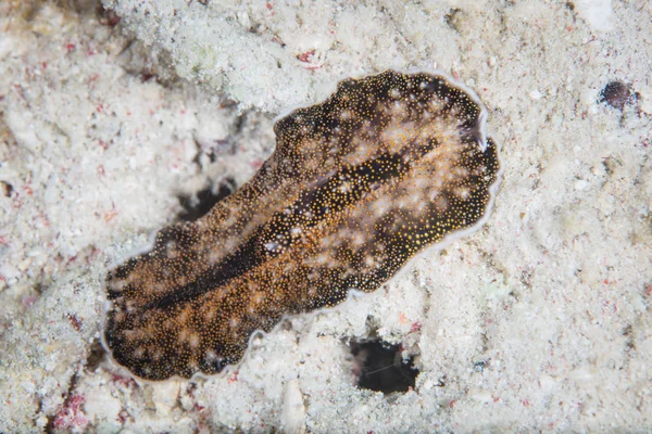 Plattwurm auf sandigem Meeresboden — Stockfoto